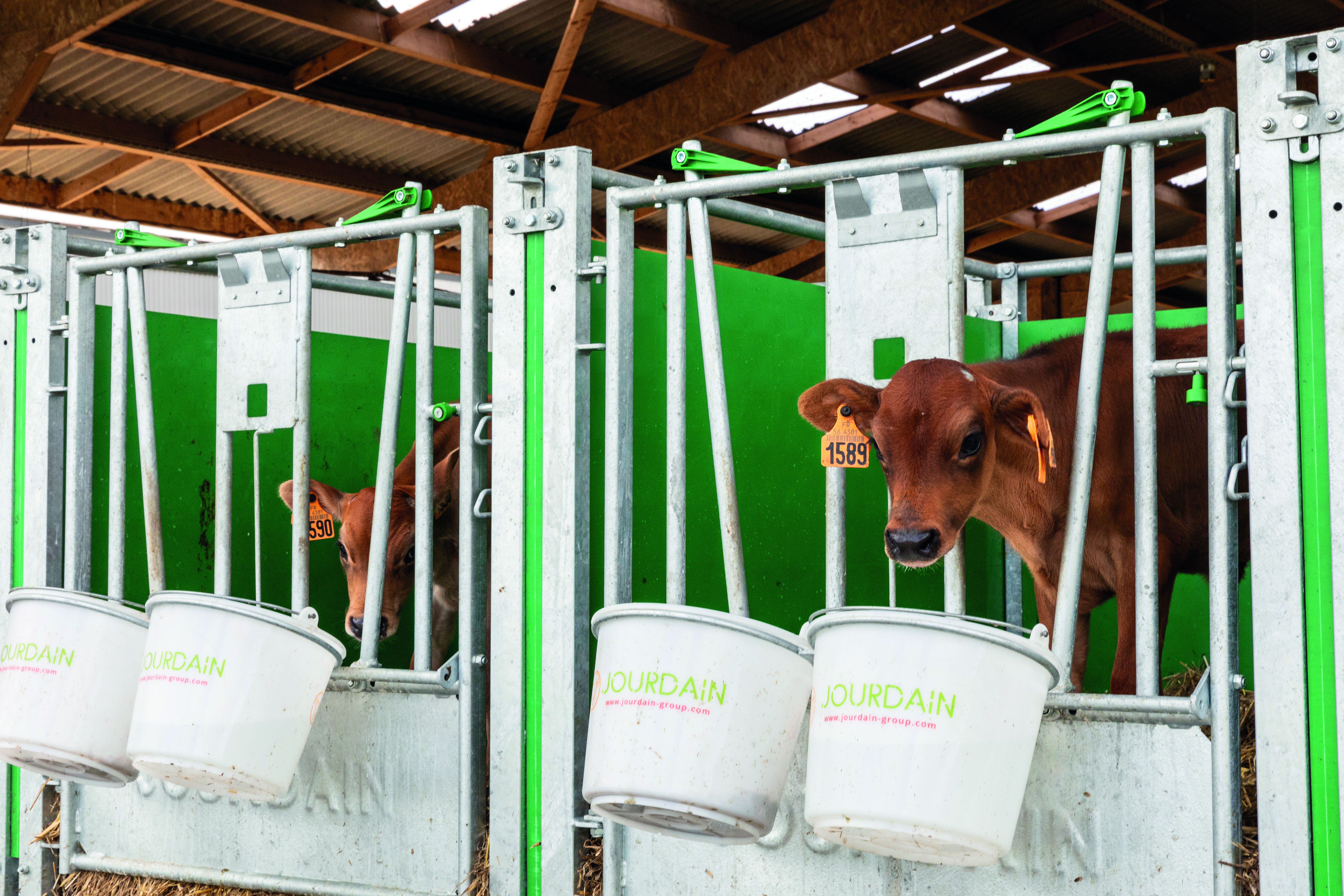 AT4A5778 24 10 BO Case veau JOURDAIN Vital