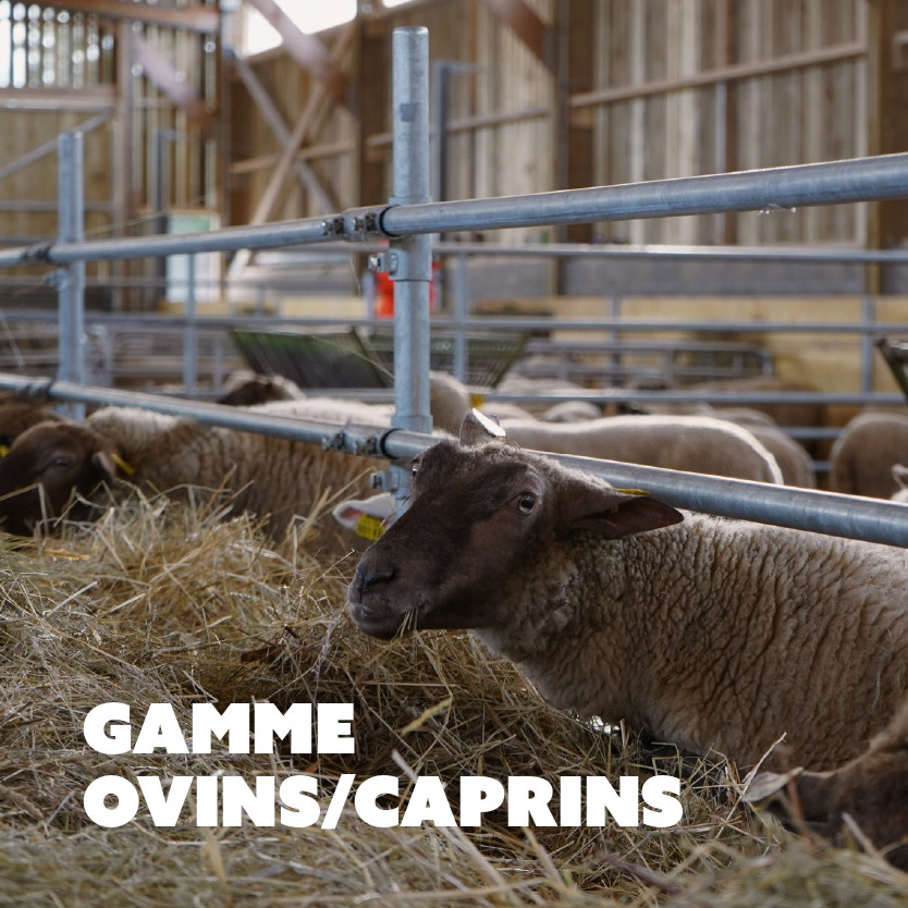 Ovins / caprins